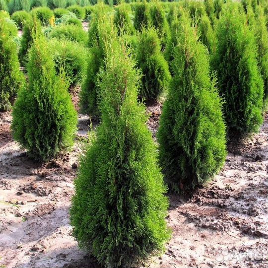 Туи вип класса