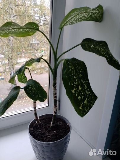 Диффенбахия