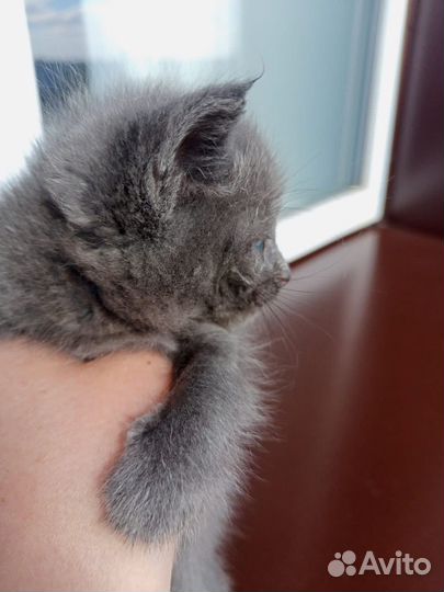 Котенок Дымок