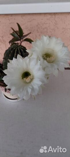 Кактусы и суккуленты