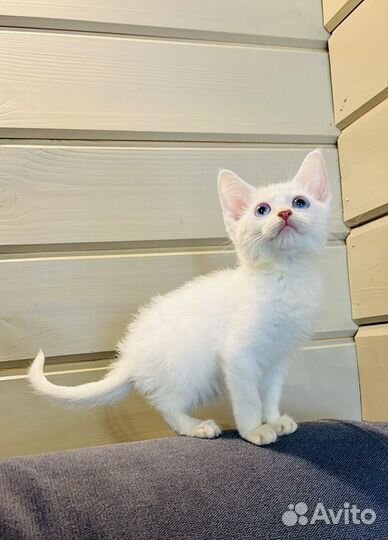 Котята корниш-рекс