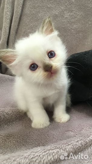 Продаётся котёнок порода Священная Бирма