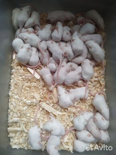 Кормовые мыши, крысы