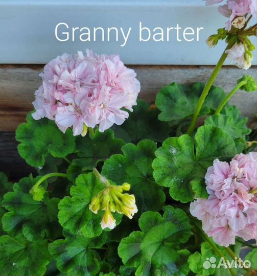 Пеларгония герань