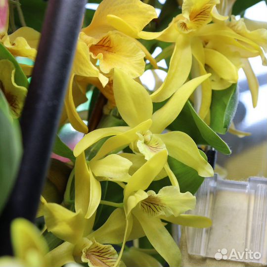 Орхидея дендробиум Stardust