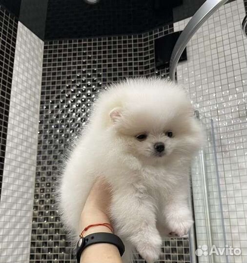 Шикарные мишки