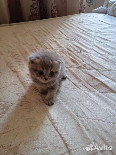 Шотландские котята