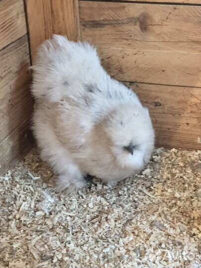 Китайские шелковые курицы