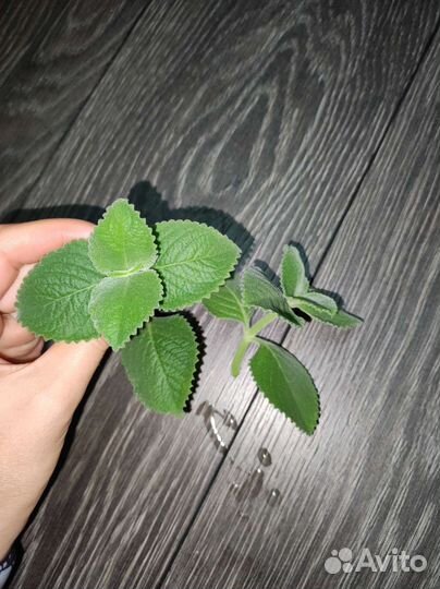 Плектрантус Ароматный (комнатная мята) бесплатно