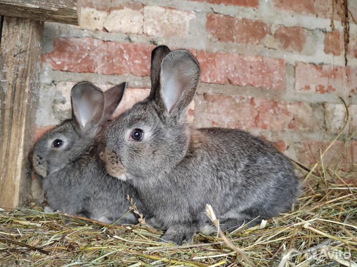 Кролики Немецкий ризен