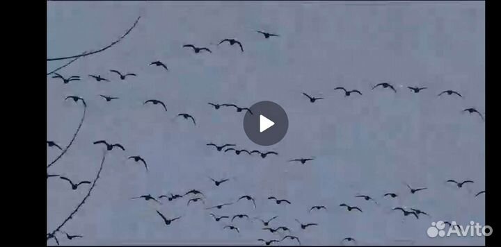 Охота на гуся