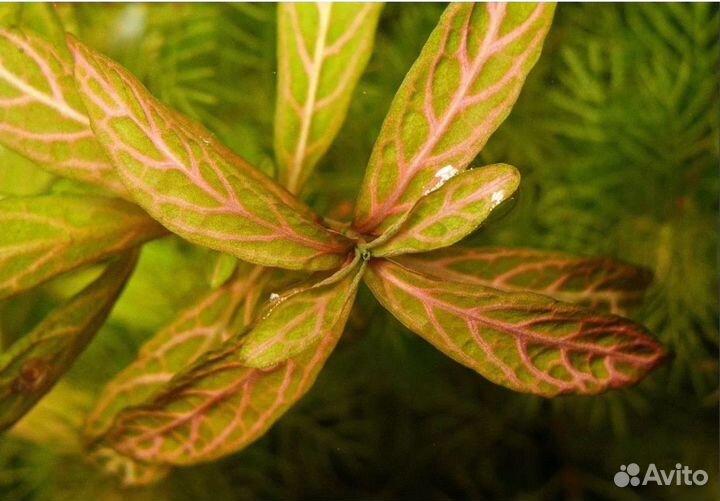 Пангасиус, хемиантус