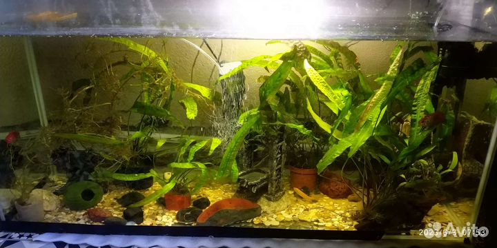 Аквариум