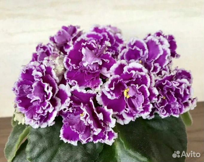 Фиалка аб махровая петуния. Детки