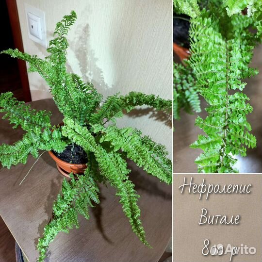 Папоротники нефролеписы