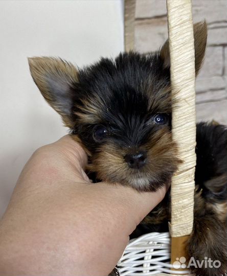 Ранее бронирование Йорк