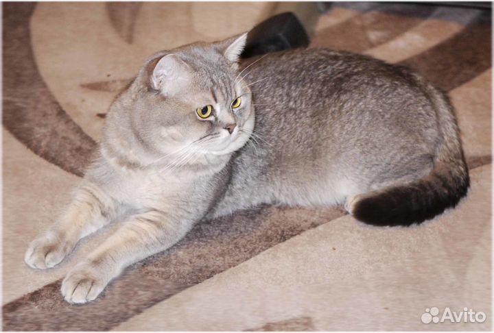 Вязка с котом