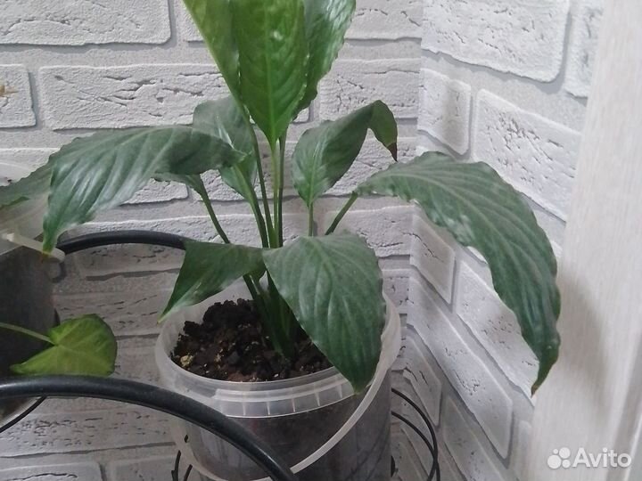 Комнатные цветы