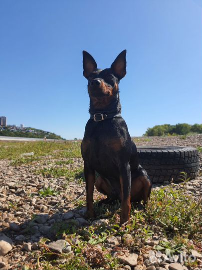 Цвергпинчер