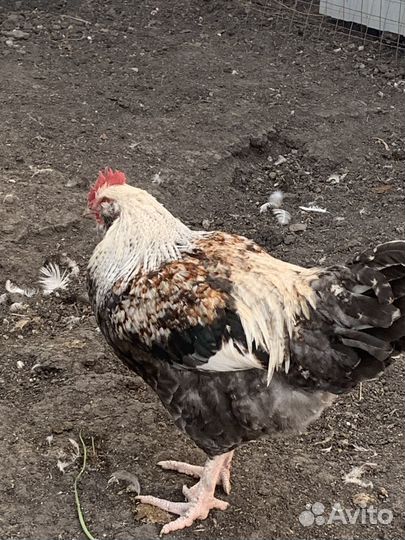 Продам молодых петушков