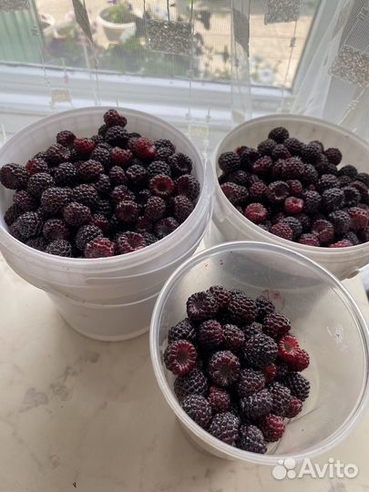 Саженцы ежемалины