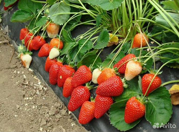 Рассада клубники Азия в кассетах