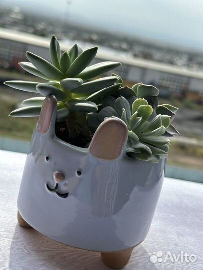 Суккуленты в горшочке