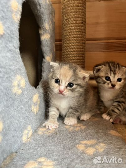 Шотландская вислоухая