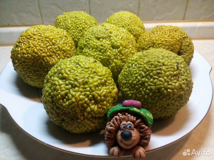 Адамово яблоко - маклюра