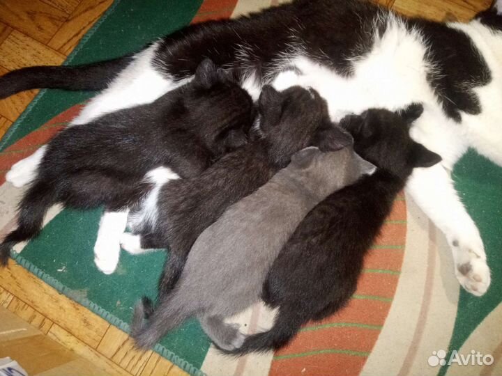 Котята отдам