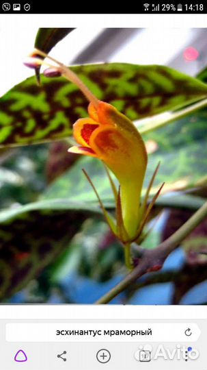 Эсхинантус - комнатные цветы