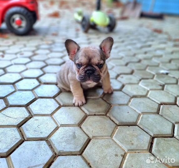 Французский бульдог