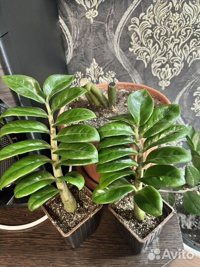 Замиокулькас Зензи