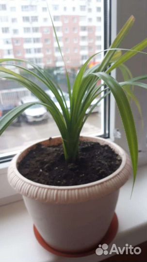 Пальма панданус