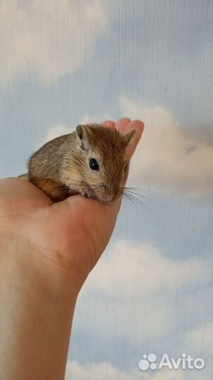 Песчанка малыши мальчики и девочки