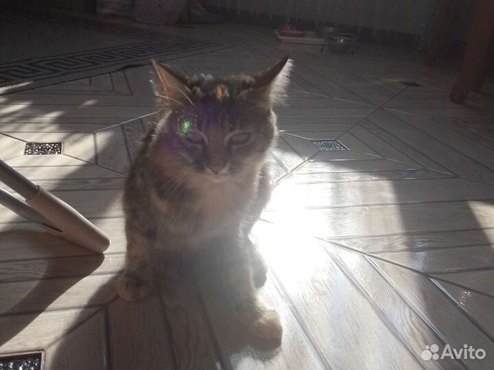 Отдам в добрые руки кощку