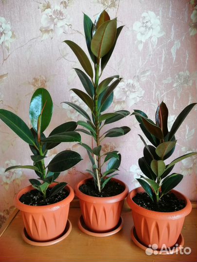 Фикус каучуконосный