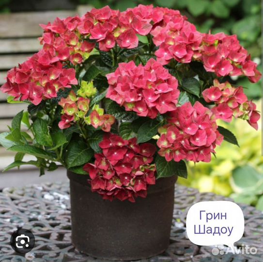 Гортензия саженцы