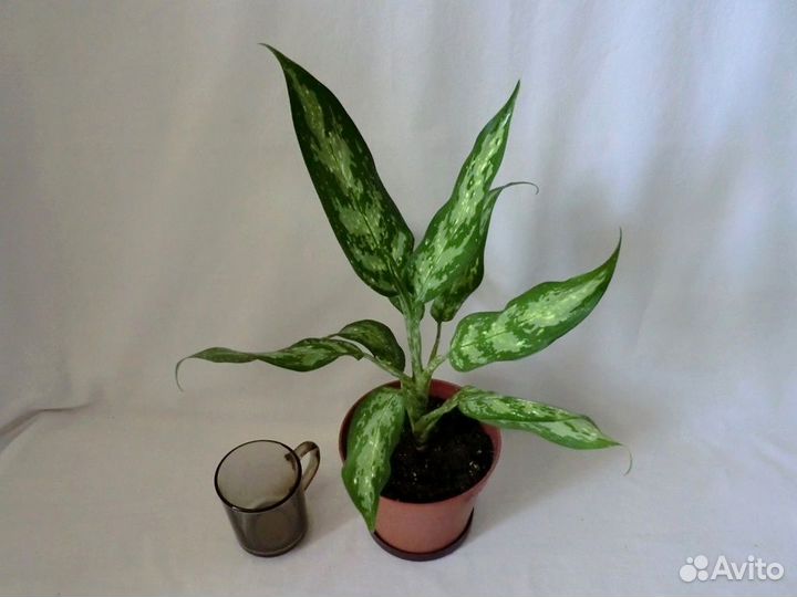 Аглаонемы First Diamond и pseudobracteatum