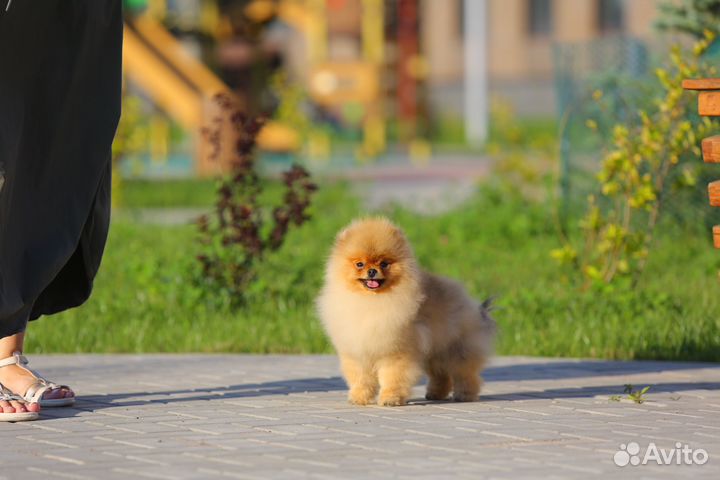 Померанский шпиц