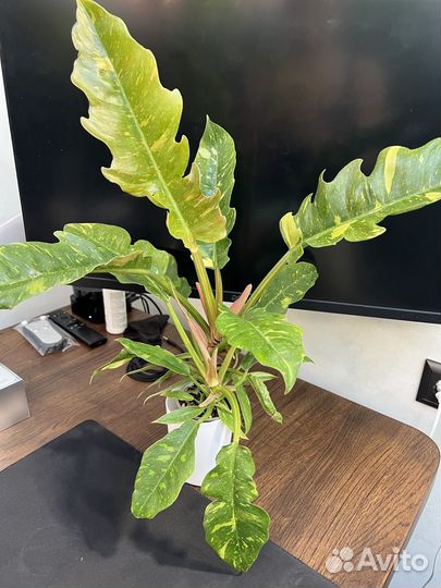 Филодендроны