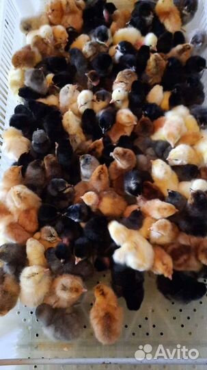 Цыплята
