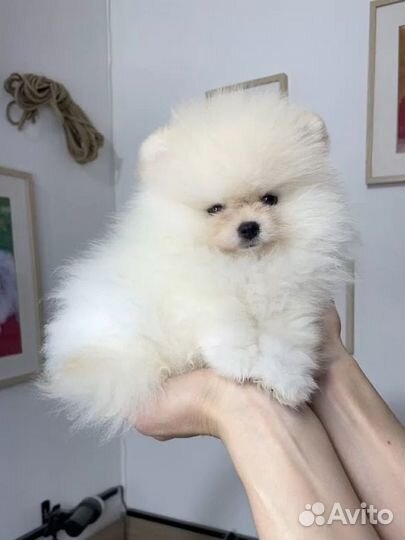 Померанский шпиц мини мишка