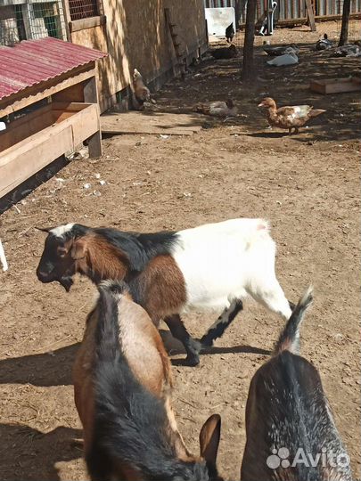 Камерунский козел