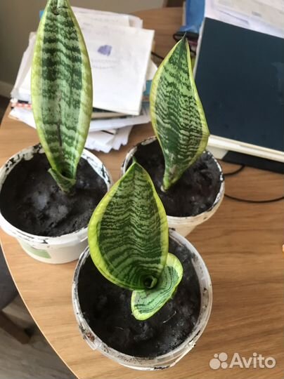 Сансевиерия