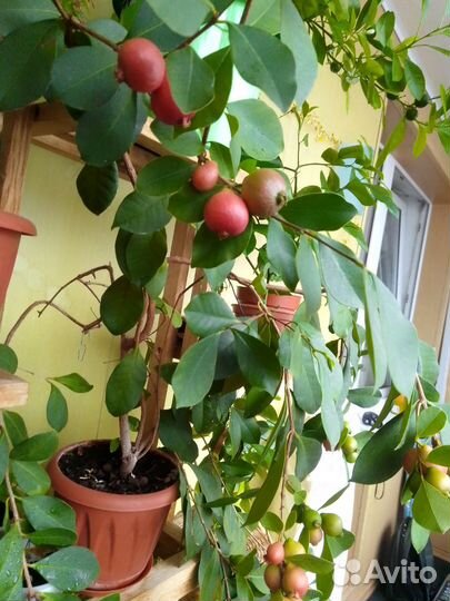 Гуава. Псидиум