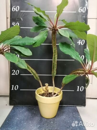 Молочай,эуфорбия