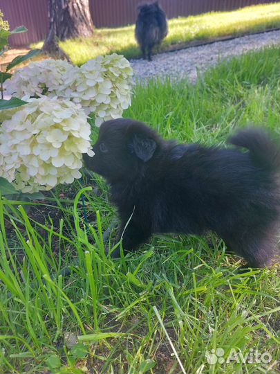 Щенки немецкого шпица