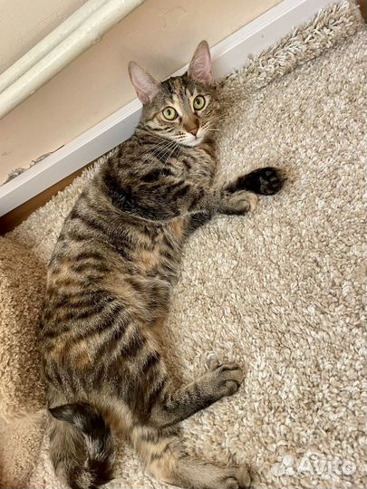 Кошечка Челка в дар