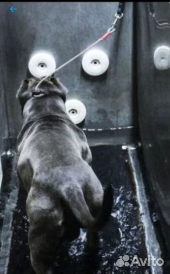 Водная беговая дорожка для собак. Занятия